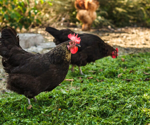 hen_1